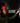 L4 HL2-301 | Head Torch