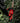 M18™ CHT-0 FUEL™ | Hedge Trimmer
